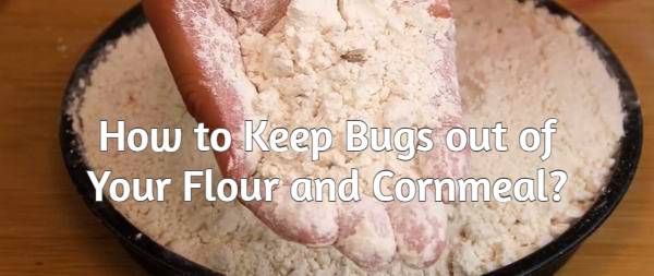 how to keep bugs out of flour