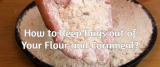 How to Keep Bugs out of Your Flour and Cornmeal?